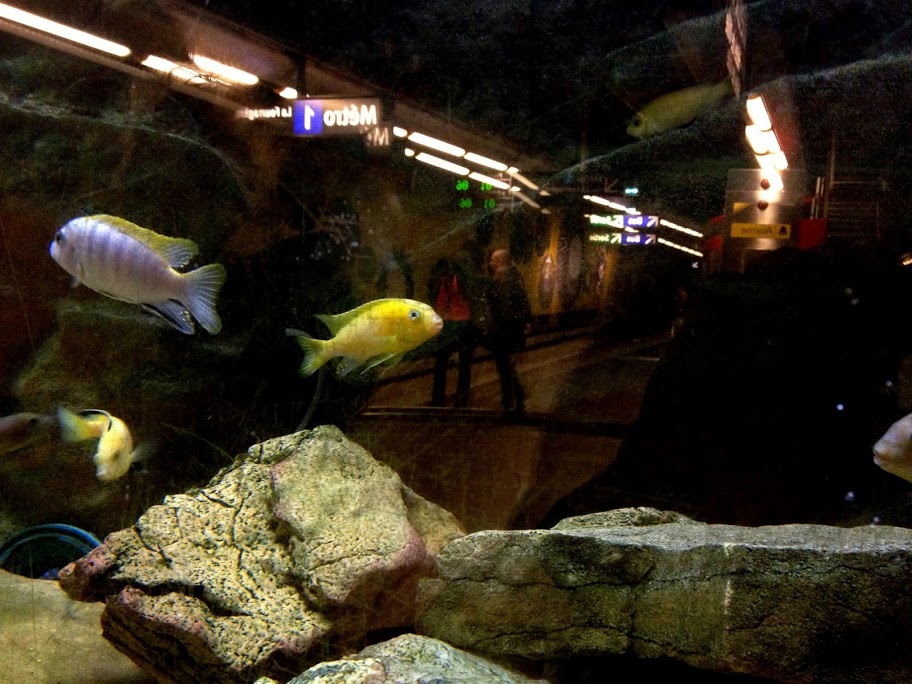 أحواض السمك في مترو فيو بورت