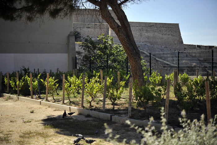 les-vignes-de-saint-victor-marseille-3
