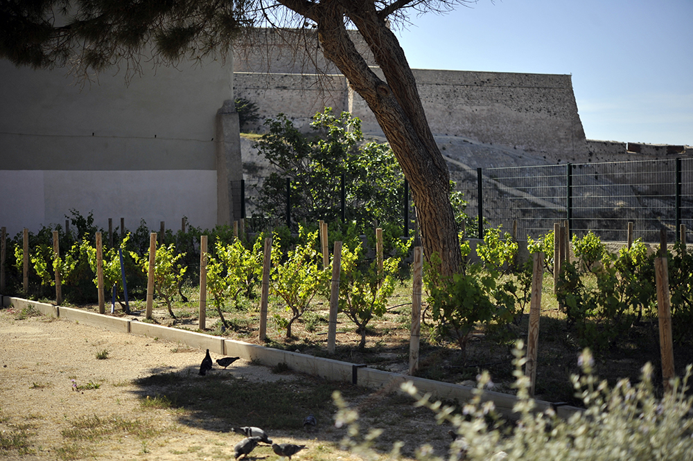 Les Vignes de Saint-Victor, 2011