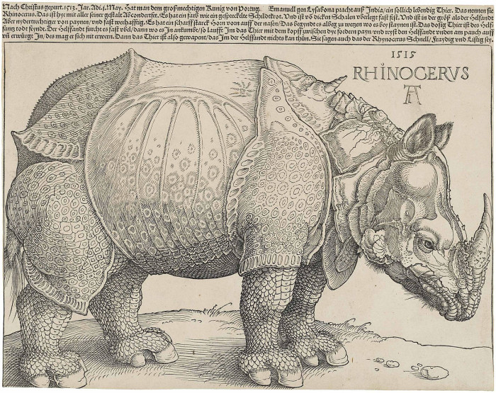 le-rhinoceros-bicorne-du-frioul-marseille-2