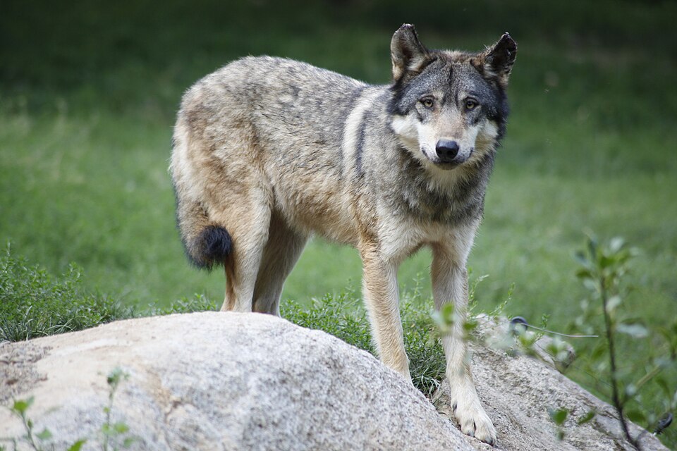 Les Loups du Parc National des Calanques de Marseille, le retour